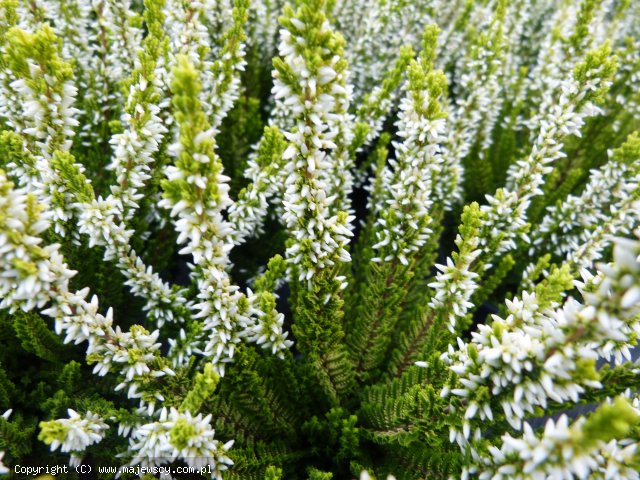 Calluna vulgaris 'Agneta' ® - wrzos pospolity odm. 'Agneta' ®