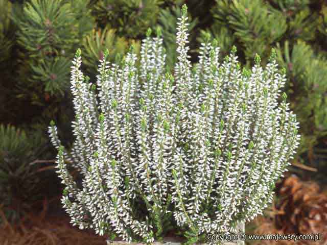 Calluna vulgaris 'Alicia' ® - вереск обыкновенный odm. 'Alicia' ®