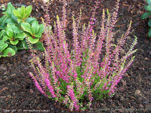 Calluna vulgaris 'Allegretto'  - вереск обыкновенный odm. 'Allegretto' 