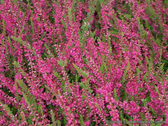 Calluna vulgaris 'Allegro'  - wrzos pospolity odm. 'Allegro' 