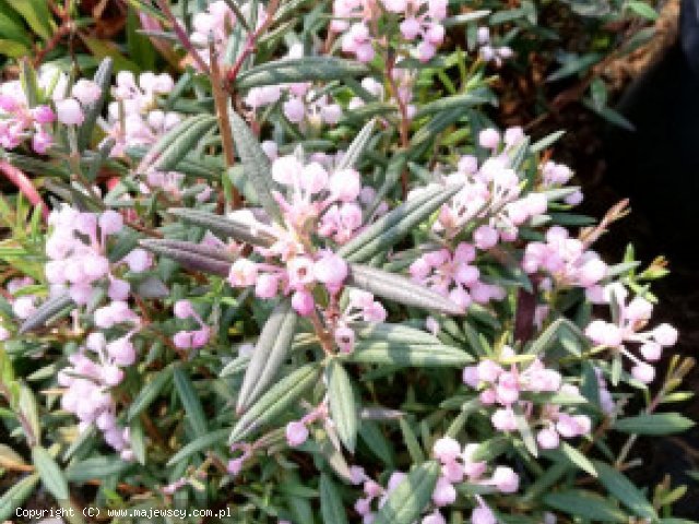 Andromeda polifolia 'Viking'  - modrzewnica pospolita odm. 'Viking' 