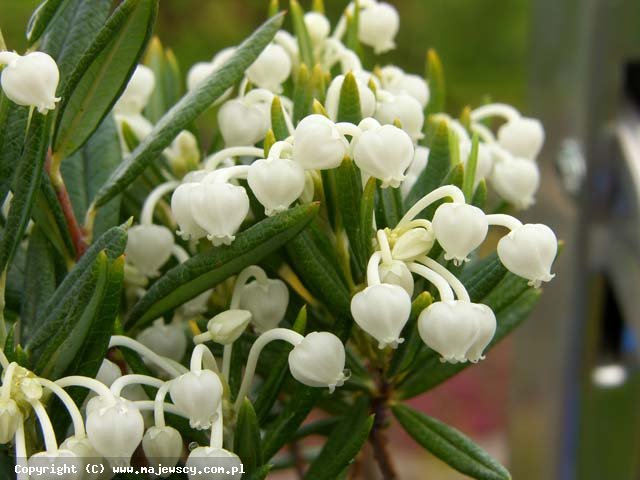 Andromeda polifolia  'Alba'  - marsh andromeda odm. 'Alba' 