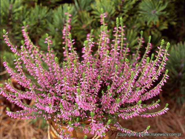 Calluna vulgaris 'Anette' ® - вереск обыкновенный odm. 'Anette' ®