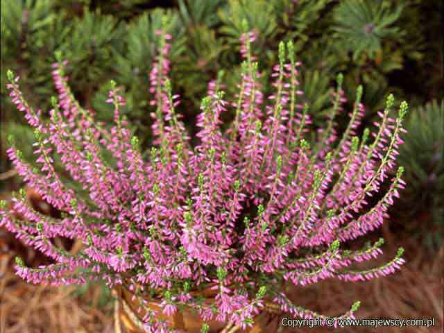 Calluna vulgaris 'Anette' ® - wrzos pospolity odm. 'Anette' ®