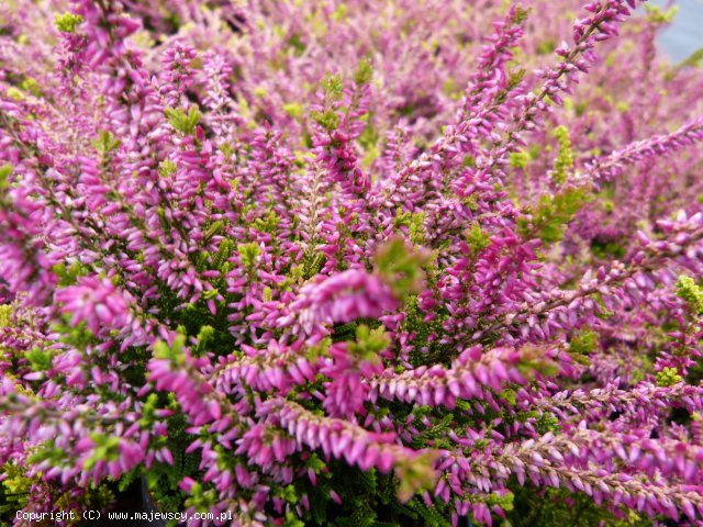 Calluna vulgaris 'Anna-Sofie' ® - wrzos pospolity odm. 'Anna-Sofie' ®