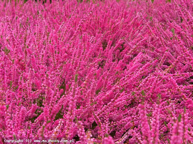 Calluna vulgaris 'Annemarie'  - wrzos pospolity odm. 'Annemarie' 