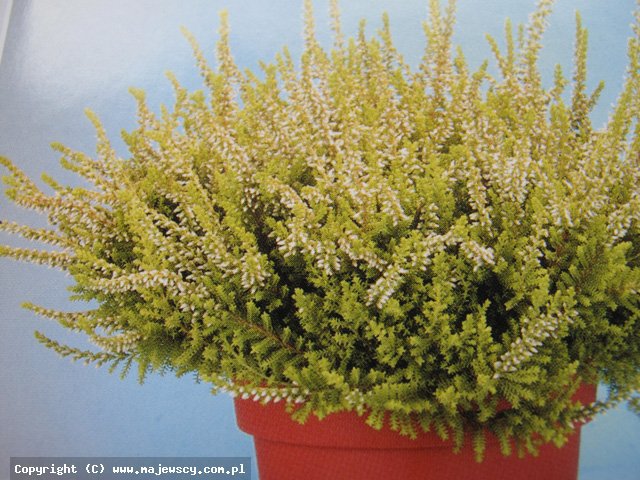 Calluna vulgaris 'Anouk' ® - wrzos pospolity odm. 'Anouk' ®