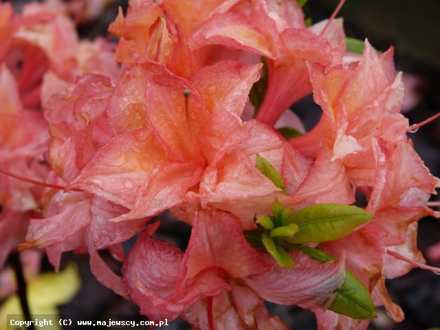 Rhododendron (Knaphill) 'Arista'  - крупноцветущая азалия odm. 'Arista' 
