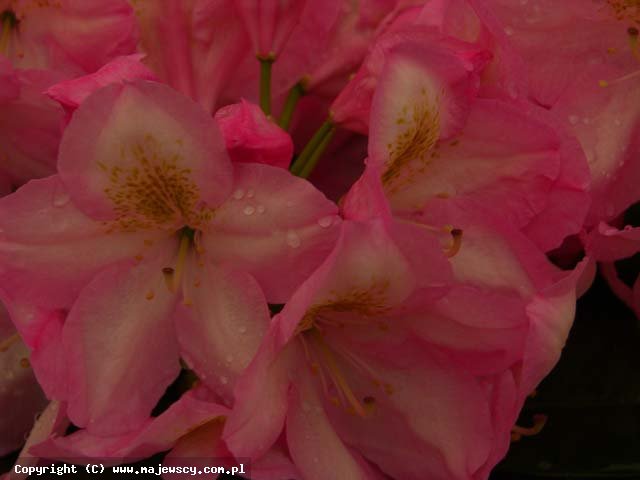Rhododendron fortunei 'Arcadius'  - różanecznik fortune'a odm. 'Arcadius' 