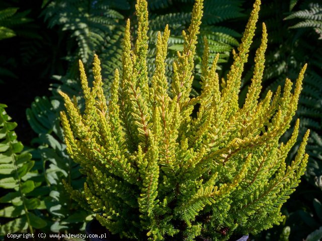 Calluna vulgaris 'Barcelona' ® - вереск обыкновенный odm. 'Barcelona' ®