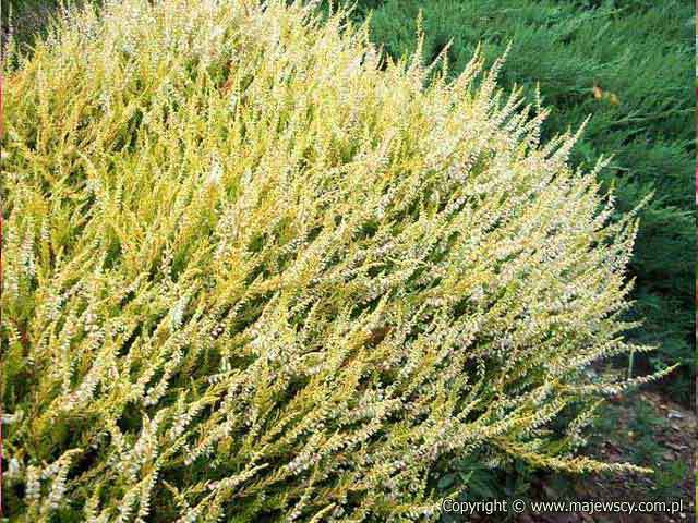 Calluna vulgaris 'Beoley Gold'  - common heather odm. 'Beoley Gold' 