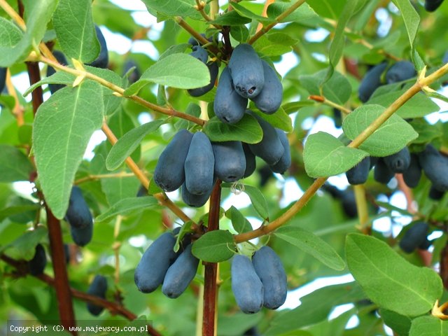 Lonicera kamtschatica 'Blue Velvet'  - suchodrzew jadalny (jagoda kamczacka) odm. 'Blue Velvet' 