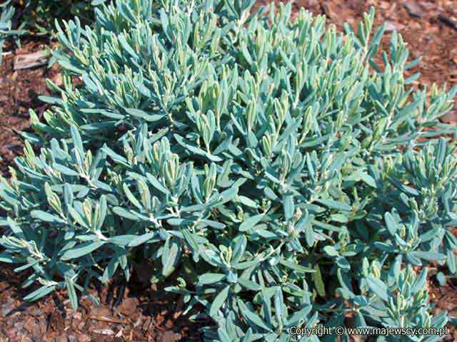 Andromeda polifolia 'Blue Ice'  - modrzewnica pospolita odm. 'Blue Ice' 