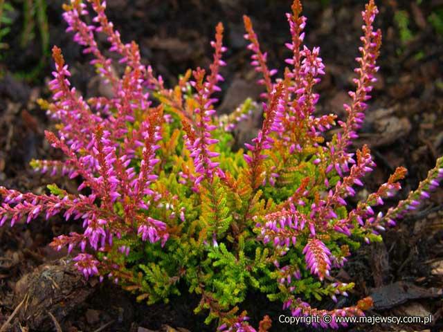 Calluna vulgaris 'Bonita' ® - wrzos pospolity odm. 'Bonita' ®