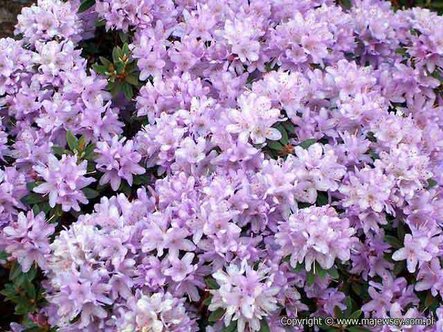 Rhododendron impeditum 'Buchlovice'  - dwarf rhododendron odm. 'Buchlovice' 