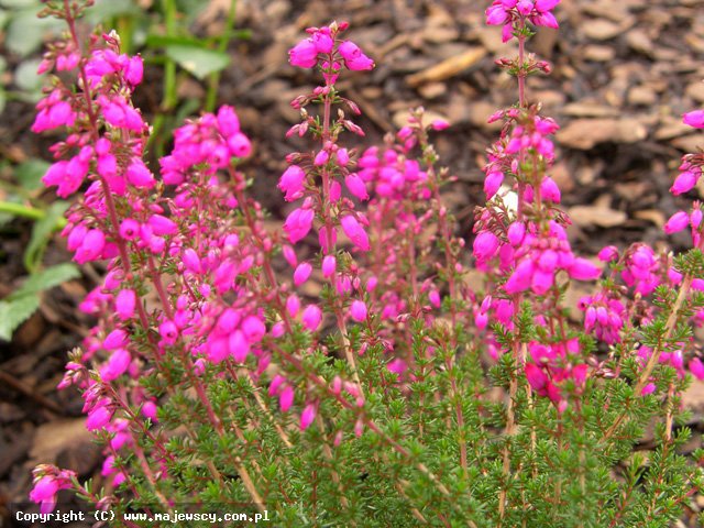 Erica cinerea 'C.D.Eason'  - spring heath odm. 'C.D.Eason' 