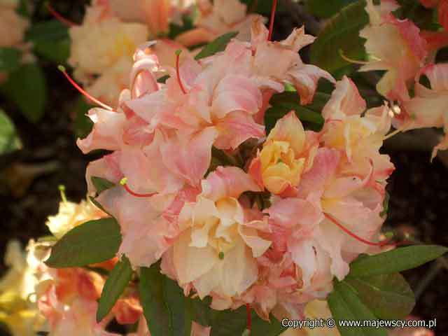 Rhododendron (Knaphill) 'Canon’s Double'  - azalia wielkokwiatowa odm. 'Canon’s Double' 