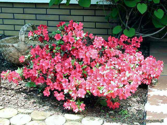 Rhododendron obtusum 'Canzonetta'  - azalia japońska odm. 'Canzonetta' 