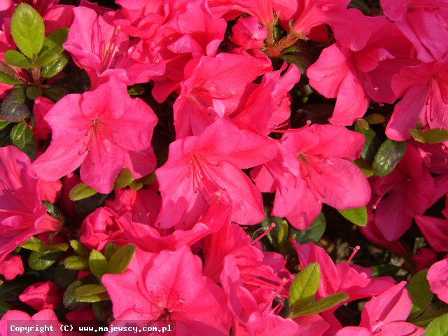 Rhododendron obtusum 'Canzonetta'  - azalia japońska odm. 'Canzonetta' 