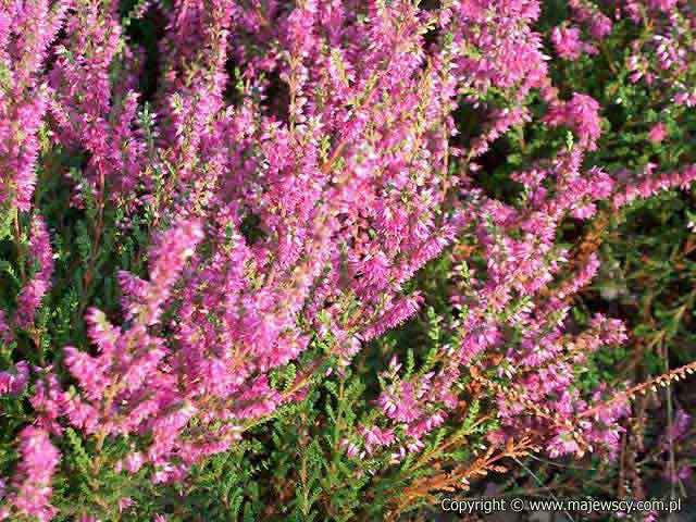 Calluna vulgaris 'Carmen'  - common heather odm. 'Carmen' 