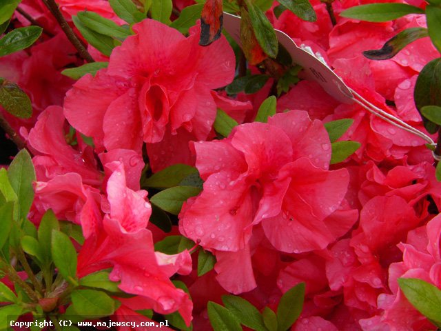 Rhododendron obtusum 'Cherie'  - японская азалия odm. 'Cherie' 