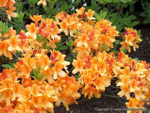 Rhododendron (Mollis) 'Christopher Wren'  - azalia wielkokwiatowa odm. 'Christopher Wren' 