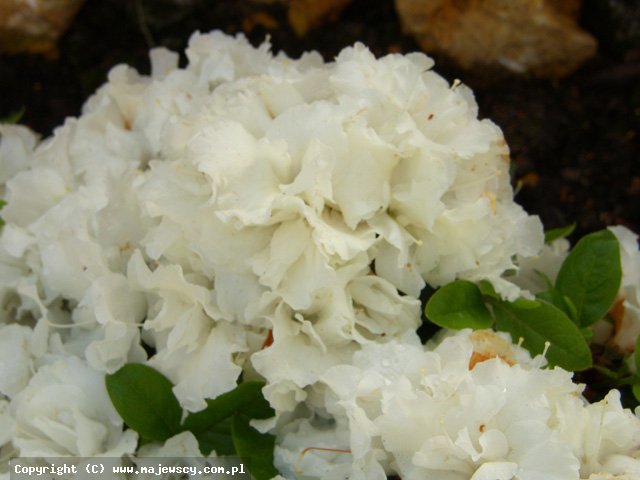 Rhododendron obtusum 'Cita'  - azalia japońska odm. 'Cita' 