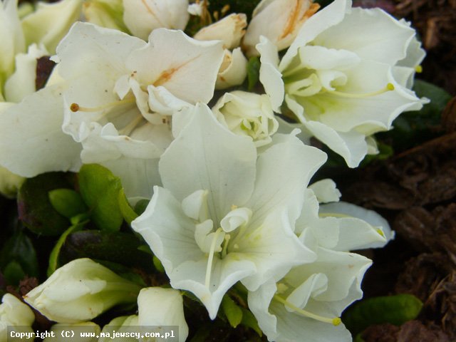Rhododendron obtusum 'Cita'  -  odm. 'Cita' 