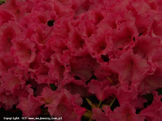 Rhododendron williamsianum 'Claudius'  - różanecznik williamsa odm. 'Claudius' 