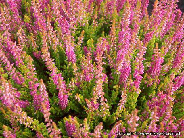 Calluna vulgaris 'Colette'  - wrzos pospolity odm. 'Colette' 