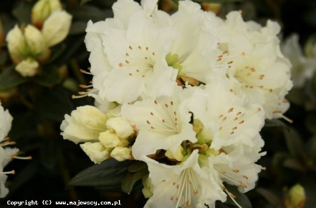 Rhododendron lapponicum 'Cream Crest'  -  odm. 'Cream Crest' 
