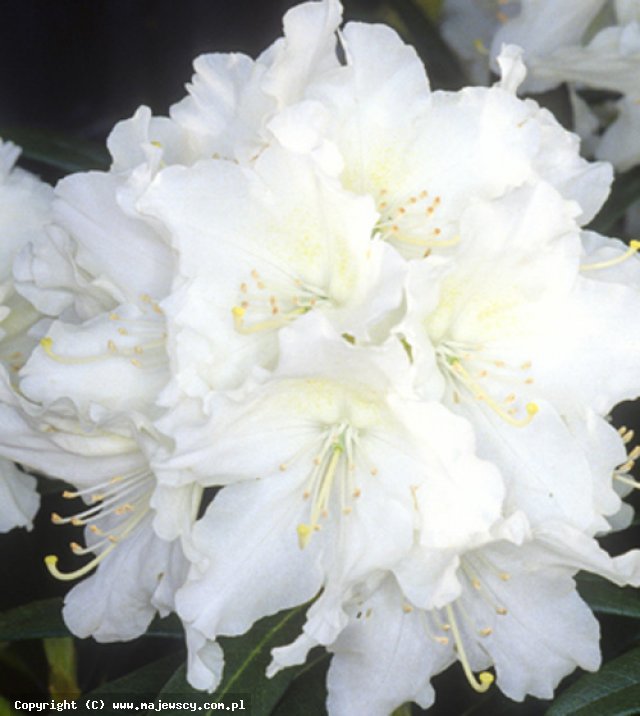Rhododendron hybride 'Cunningham Snow White'  - różanecznik odm. 'Cunningham Snow White' 