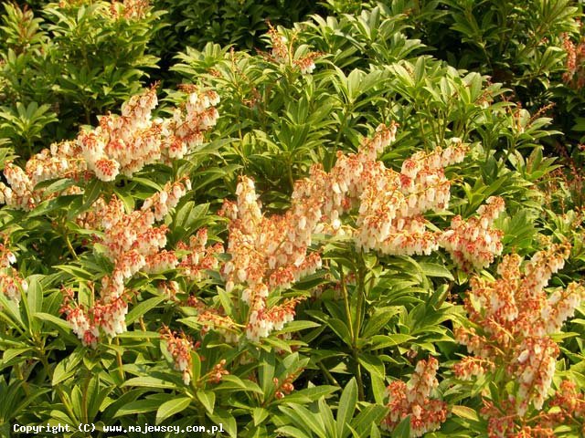 Pieris japonica 'Cupido'  - pieris japoński odm. 'Cupido' 