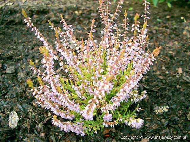 Calluna vulgaris 'Cuprea'  - вереск обыкновенный odm. 'Cuprea' 