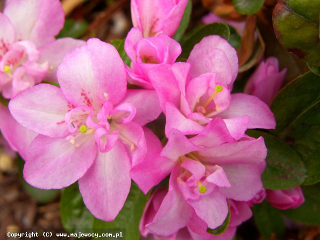 Rhododendron obtusum 'Eliza Hyatt'  - японская азалия odm. 'Eliza Hyatt' 