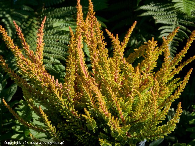 Calluna vulgaris 'Dallas'  - wrzos pospolity odm. 'Dallas' 