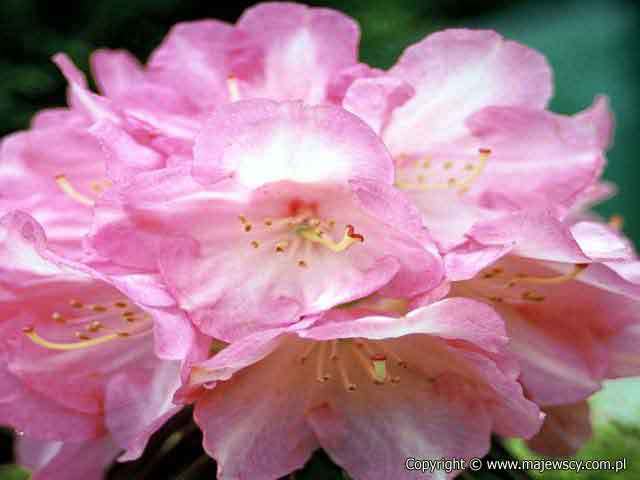 Rhododendron yakushimanum 'Daniela'  - różanecznik jakuszimański odm. 'Daniela' 