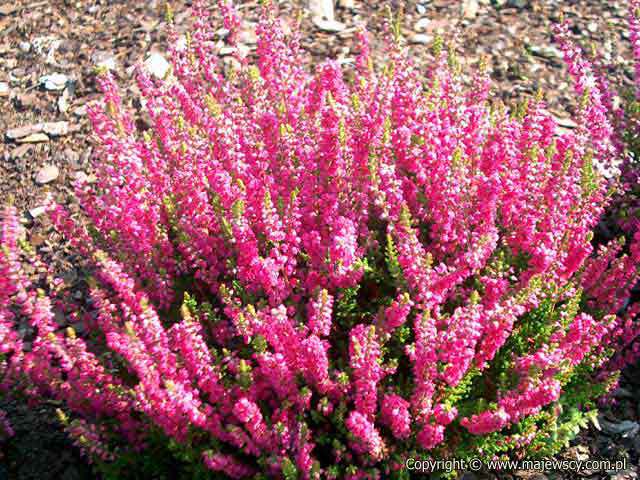 Calluna vulgaris 'Dark Star'  - wrzos pospolity odm. 'Dark Star' 