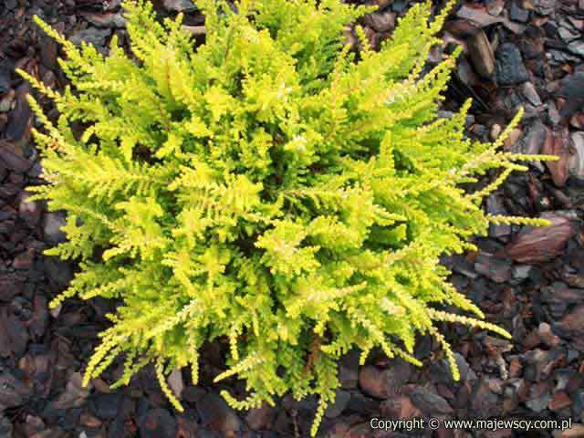 Calluna vulgaris 'Dart’s Parrot'  - wrzos pospolity odm. 'Dart’s Parrot' 