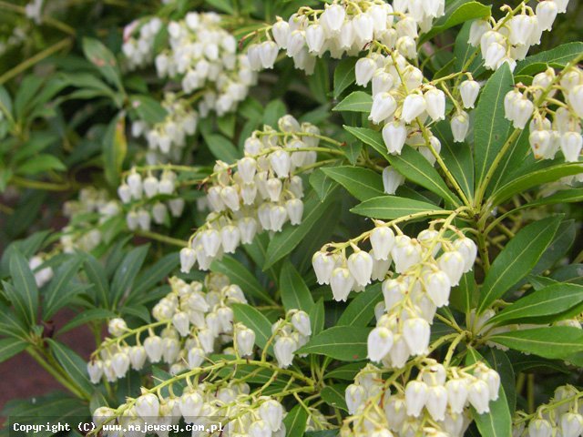 Pieris japonica 'Debutante'  - japanese andromeda odm. 'Debutante' 