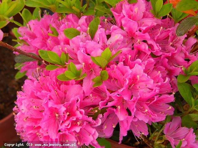 Rhododendron obtusum 'Diamant Rosa'  - japanese azalea odm. 'Diamant Rosa' 