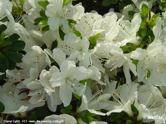 Rhododendron obtusum 'Diamant Weiss'  - azalia japońska odm. 'Diamant Weiss' 