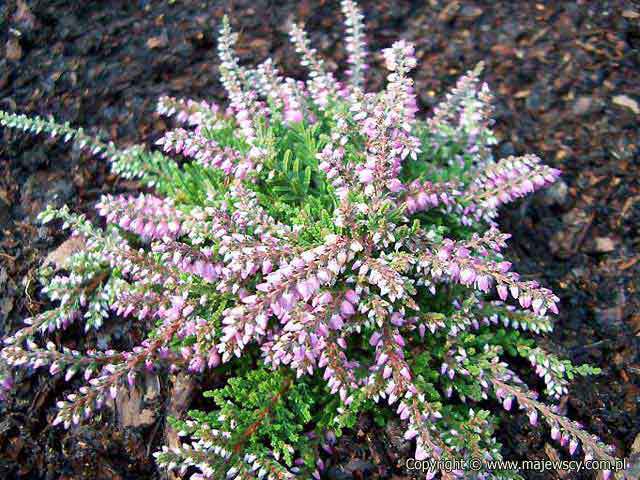 Calluna vulgaris 'Dirry'  - wrzos pospolity odm. 'Dirry' 