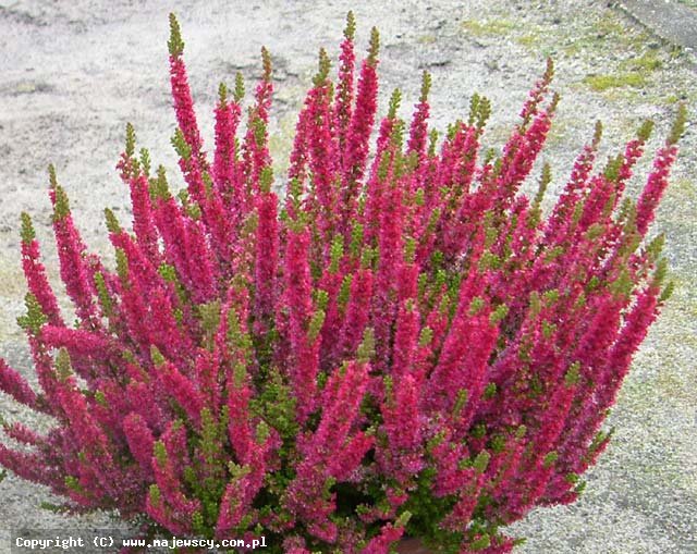 Calluna vulgaris 'Disco Queen'  - wrzos pospolity odm. 'Disco Queen' 