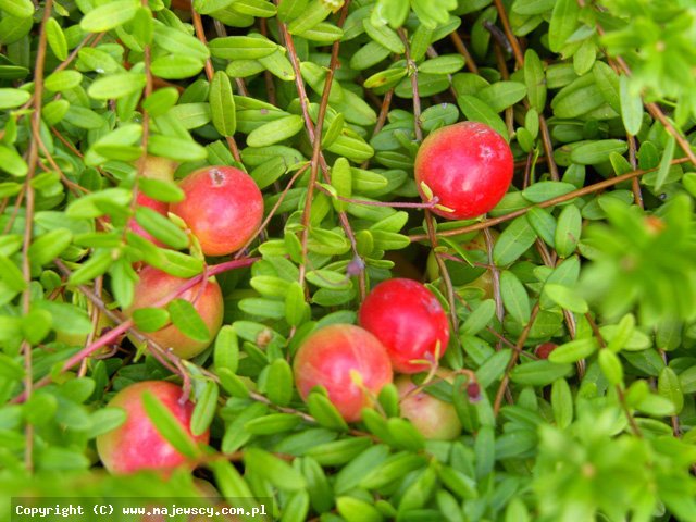 Vaccinium macrocarpon 'Early Black'  - żurawina wielkoowocowa odm. 'Early Black' 