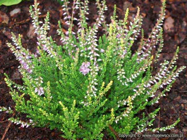 Calluna vulgaris 'Easter-bonfire'  - common heather odm. 'Easter-bonfire' 