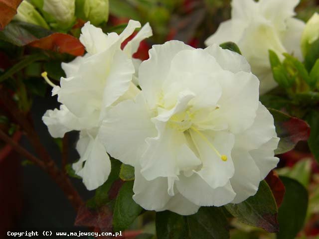 Rhododendron obtusum 'Eisprinzessin' ® - японская азалия odm. 'Eisprinzessin' ®