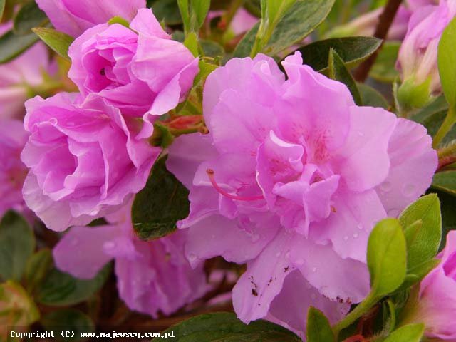 Rhododendron obtusum 'Elsie Lee'  - azalia japońska odm. 'Elsie Lee' 