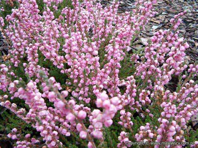 Calluna vulgaris 'Elsie Purnell'  - wrzos pospolity odm. 'Elsie Purnell' 