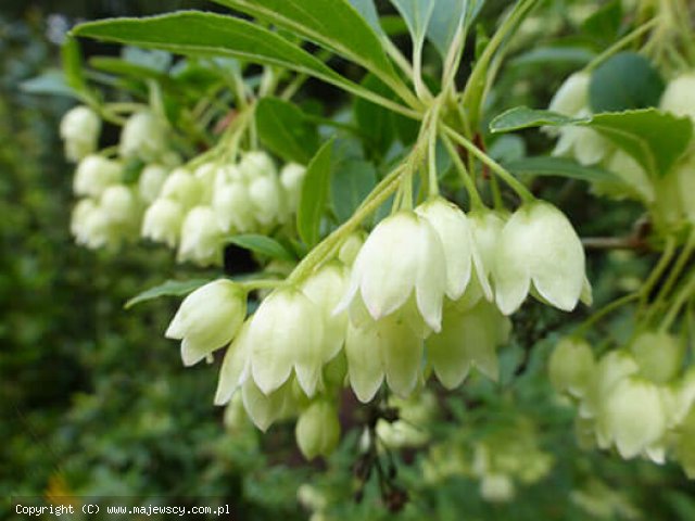 Enkianthus campanulatus 'Albiflorus'  - энкянт колокольчиковый odm. 'Albiflorus' 